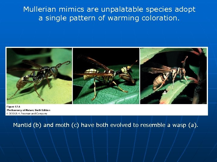 Mullerian mimics are unpalatable species adopt a single pattern of warming coloration. Mantid (b)