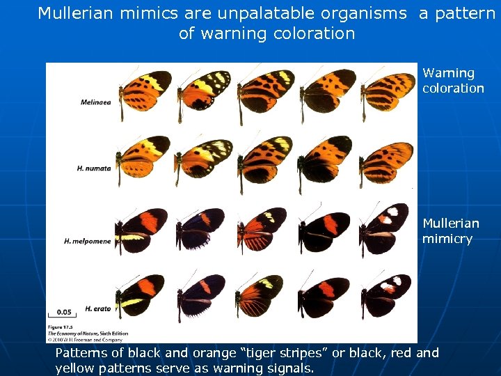 Mullerian mimics are unpalatable organisms a pattern of warning coloration Warning coloration Mullerian mimicry