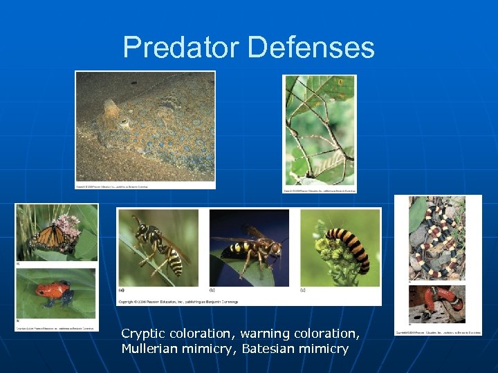 Predator Defenses Cryptic coloration, warning coloration, Mullerian mimicry, Batesian mimicry 