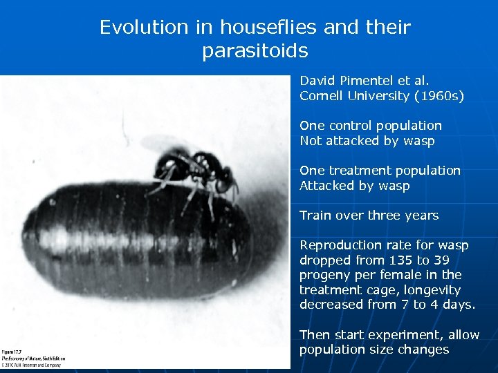 Evolution in houseflies and their parasitoids David Pimentel et al. Cornell University (1960 s)