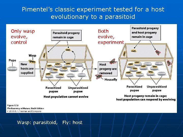 Pimentel’s classic experiment tested for a host evolutionary to a parasitoid Only wasp evolve,