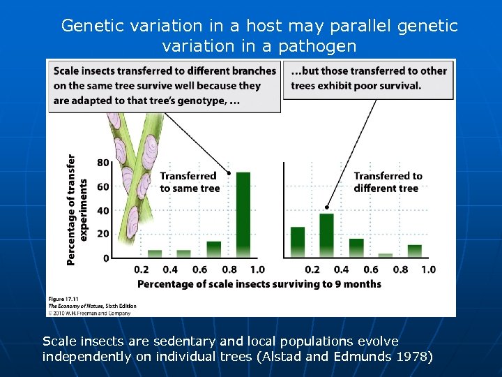 Genetic variation in a host may parallel genetic variation in a pathogen Scale insects