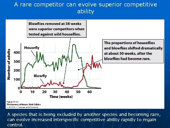 A rare competitor can evolve superior competitive ability A species that is being excluded