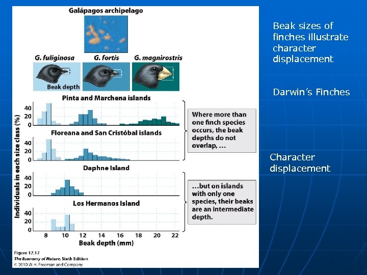 Beak sizes of finches illustrate character displacement Darwin’s Finches Character displacement 