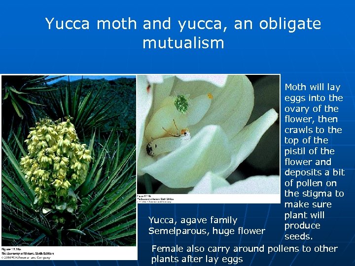 Yucca moth and yucca, an obligate mutualism Moth will lay eggs into the ovary