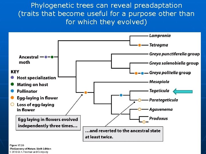Phylogenetic trees can reveal preadaptation (traits that become useful for a purpose other than