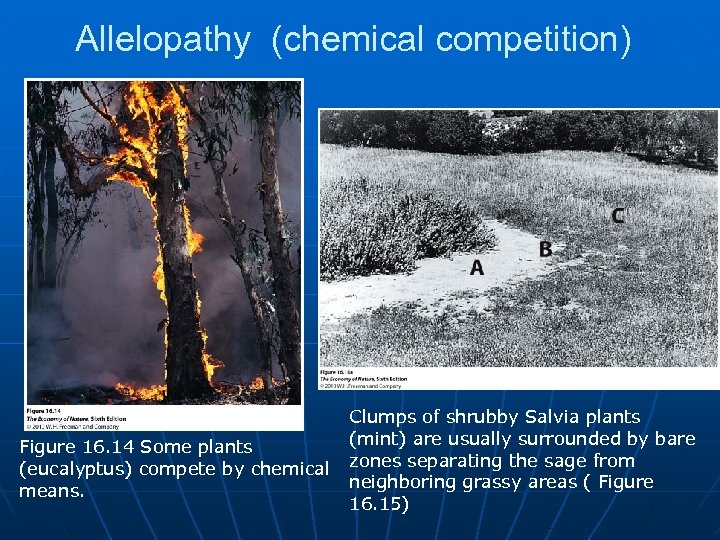 Allelopathy (chemical competition) Figure 16. 14 Some plants (eucalyptus) compete by chemical means. Clumps