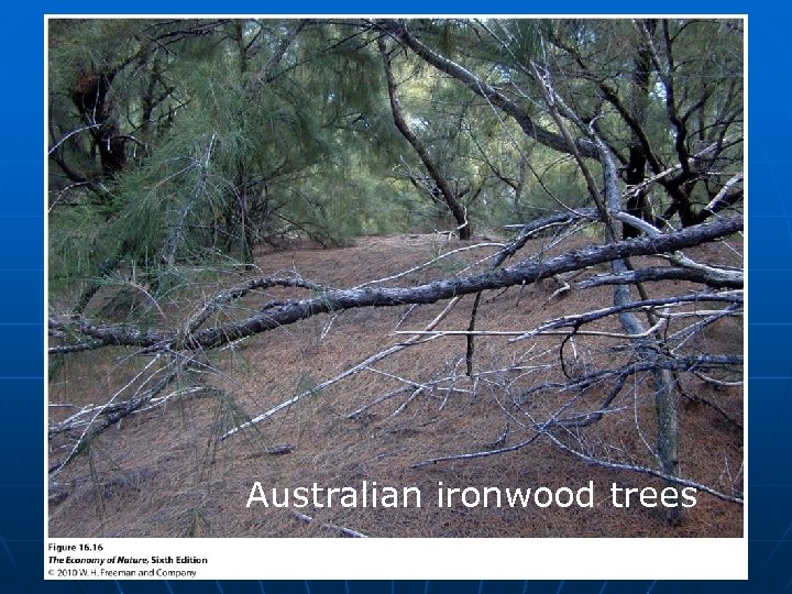 Australian ironwood trees 