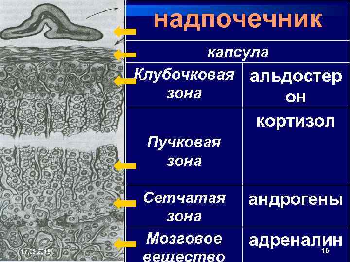 надпочечник капсула Клубочковая альдостер зона он кортизол Пучковая зона Сетчатая зона Мозговое 17. 02.