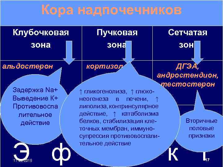 Кора надпочечников Клубочковая зона альдостерон Задержка Na+ Выведение К+ Противовоспа лительное действие Пучковая зона