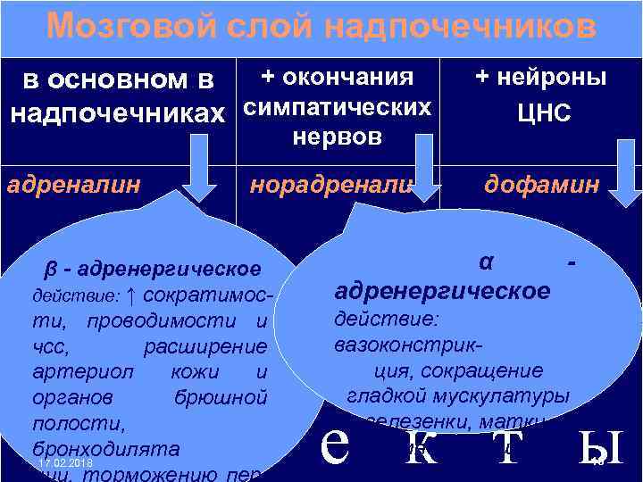 Мозговой слой надпочечников + окончания в основном в надпочечниках симпатических нервов адреналин норадреналин β