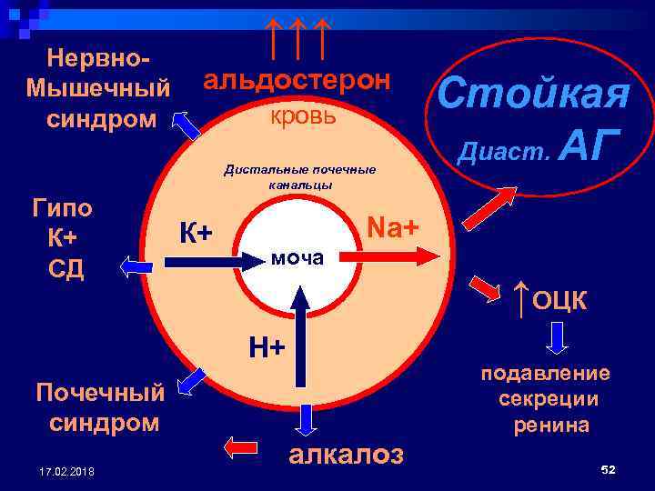 Нервно. Мышечный синдром ↑↑↑ альдостерон кровь Дистальные почечные канальцы Гипо К+ СД К+ Na+