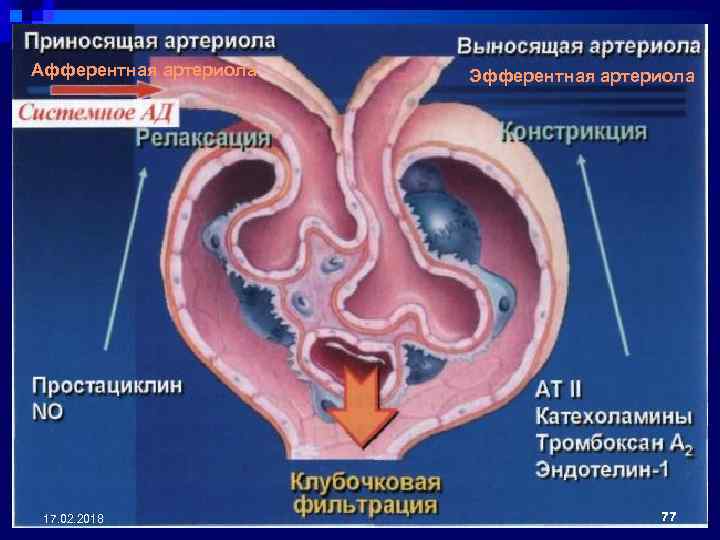 Афферентная артериола 17. 02. 2018 Эфферентная артериола 77 