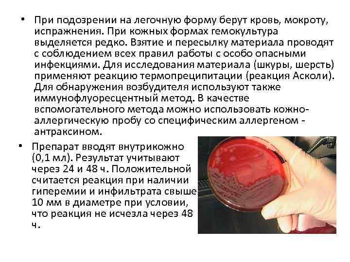  • При подозрении на легочную форму берут кровь, мокроту, испражнения. При кожных формах