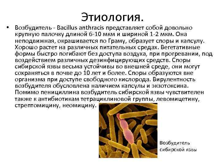 Наличие возбудить. Бацилла сибирской язвы Bacillus anthracis. Возбудитель Сибирская язва спор не образует. Возбудитель сибирской язвы образует споры и капсулы.