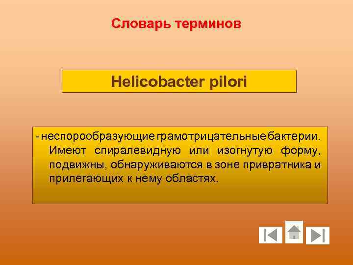 Словарь терминов Helicobacter pilori - неспорообразующие грамотрицательные бактерии. Имеют спиралевидную или изогнутую форму, подвижны,