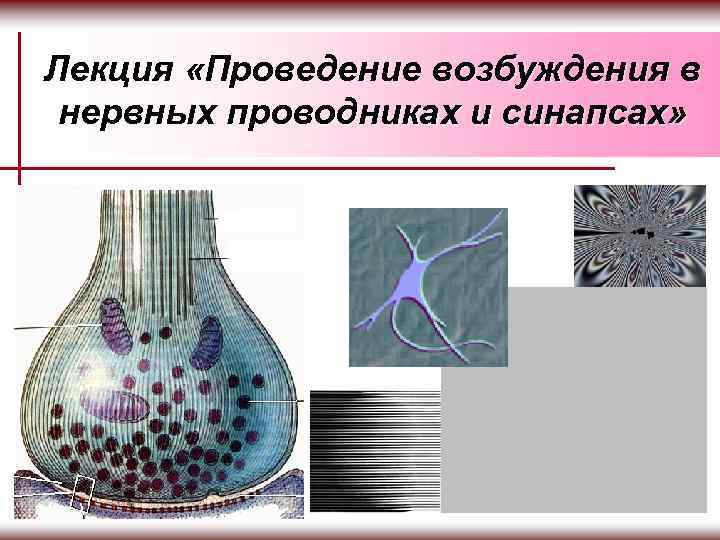 Лекция «Проведение возбуждения в нервных проводниках и синапсах» 