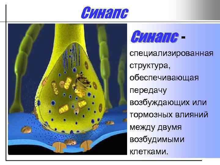 Синапс специализированная структура, обеспечивающая передачу возбуждающих или тормозных влияний между двумя возбудимыми клетками. 