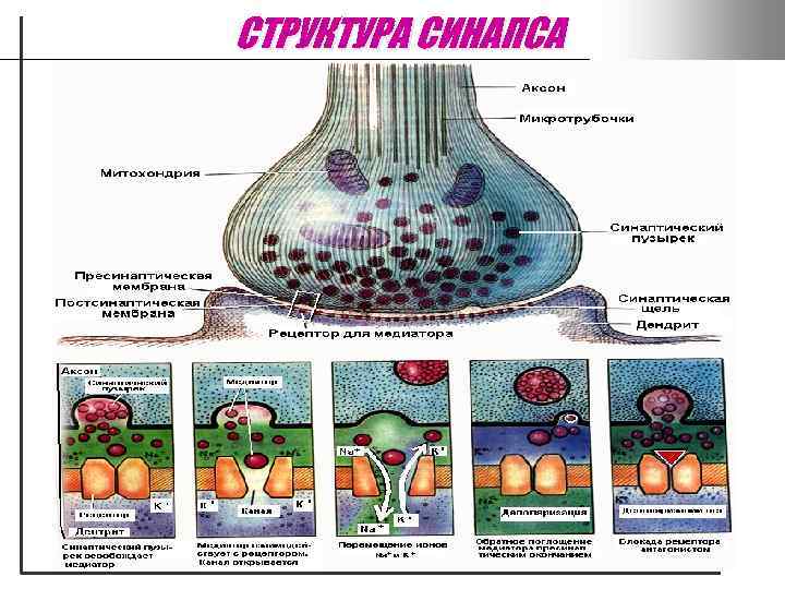 СТРУКТУРА СИНАПСА 