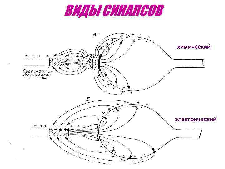 ВИДЫ СИНАПСОВ химический электрический 