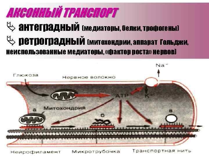 АКСОННЫЙ ТРАНСПОРТ антеградный (медиаторы, белки, трофогены) ретроградный (митохондрии, аппарат Гольджи, неиспользованные медиаторы, «фактор роста»