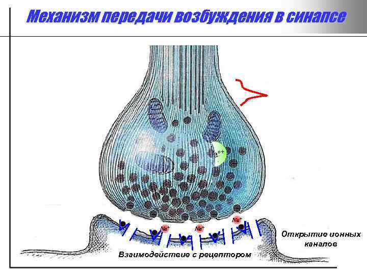 Механизм передачи возбуждения в синапсе a++ Na+ Na+ Взаимодействие с рецептором Открытие ионных каналов