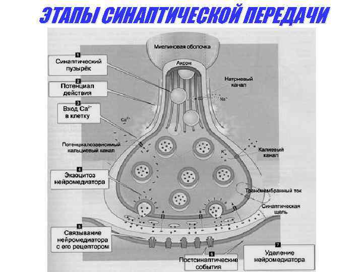 ЭТАПЫ СИНАПТИЧЕСКОЙ ПЕРЕДАЧИ 