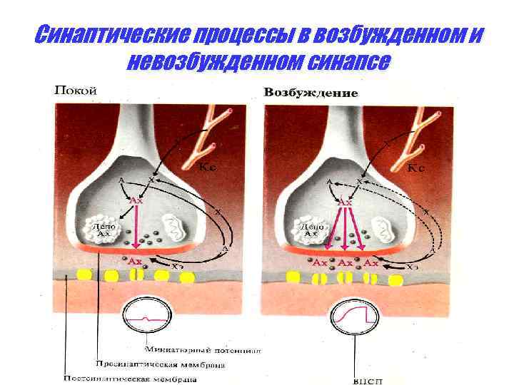 Синаптические процессы в возбужденном и невозбужденном синапсе 