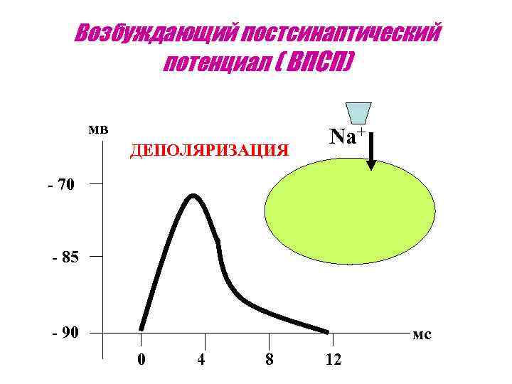 Возбуждающий постсинаптический потенциал ( ВПСП) мв ДЕПОЛЯРИЗАЦИЯ Na+ - 70 - 85 - 90