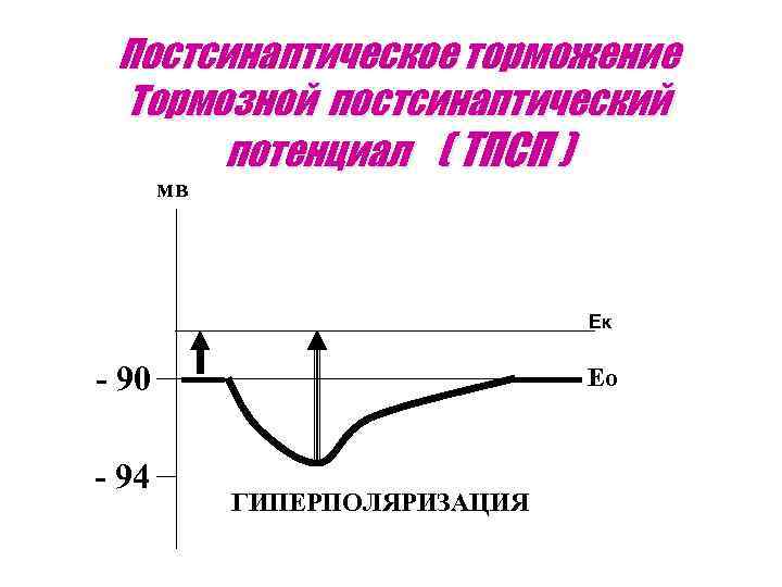 Постсинаптическое торможение Тормозной постсинаптический потенциал ( ТПСП ) мв Ек - 90 - 94