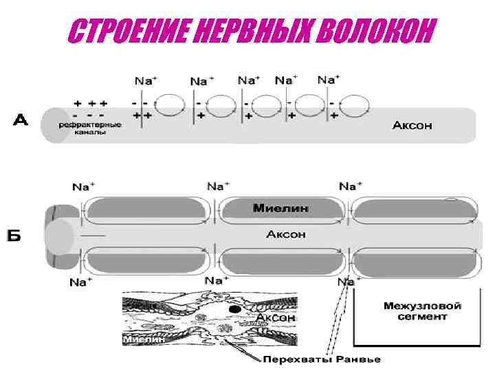 СТРОЕНИЕ НЕРВНЫХ ВОЛОКОН 