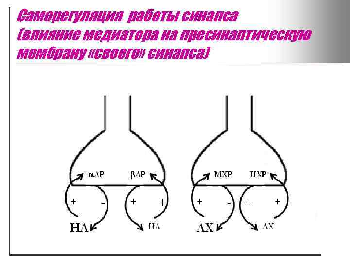 Саморегуляция работы синапса (влияние медиатора на пресинаптическую мембрану «своего» синапса) 