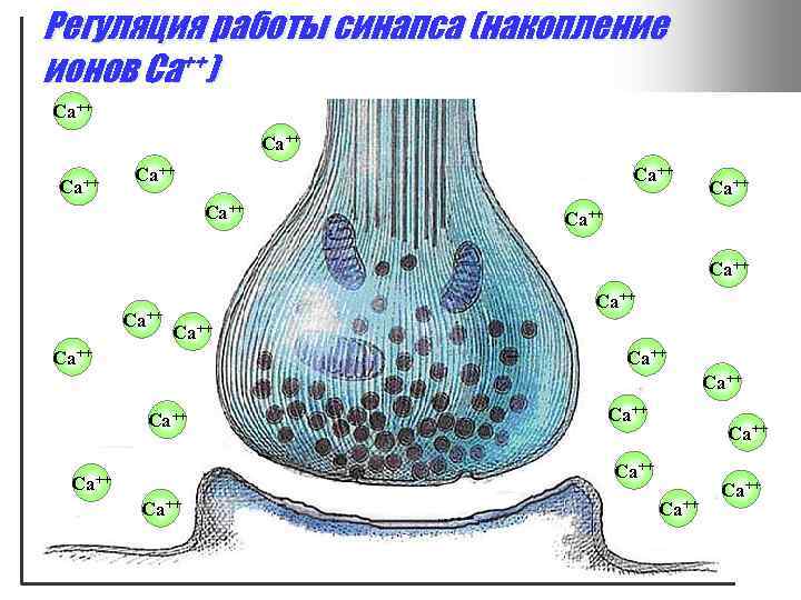 Регуляция работы синапса (накопление ионов Ca++) Ca++ Ca++ Ca++ Ca++ Ca++ Ca++ 