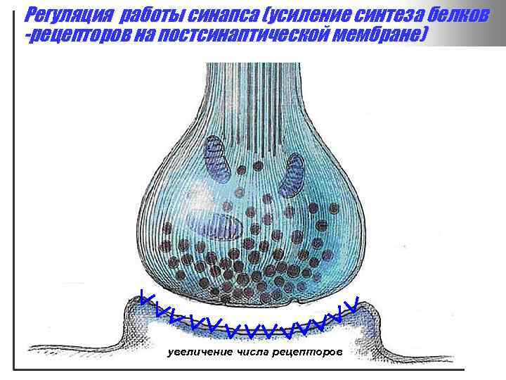 Регуляция работы синапса (усиление синтеза белков -рецепторов на постсинаптической мембране) увеличение числа рецепторов 