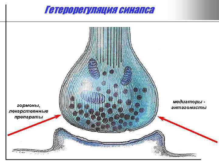 Гетерорегуляция синапса гормоны, лекарственные препараты медиаторы антагонисты 