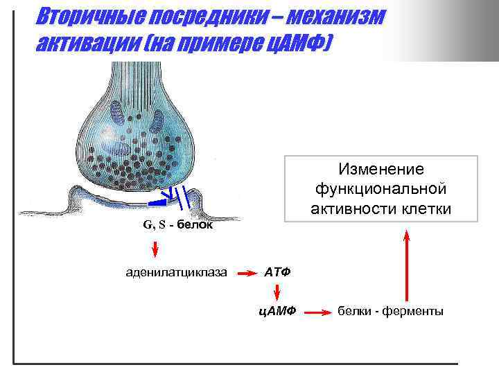 Вторичные посредники – механизм активации (на примере ц. АМФ) Изменение функциональной активности клетки G,