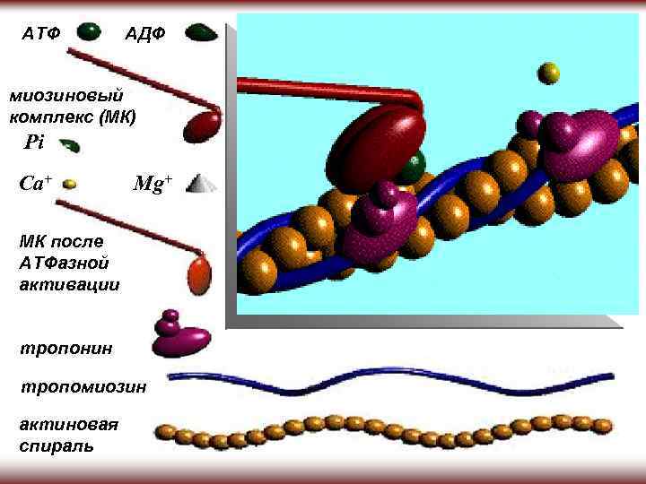 АТФ АДФ миозиновый комплекс (МК) Pi Ca+ Mg+ МК после АТФазной активации тропонин тропомиозин