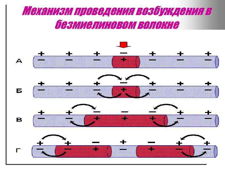 Механизм проведения возбуждения в безмиелиновом волокне 