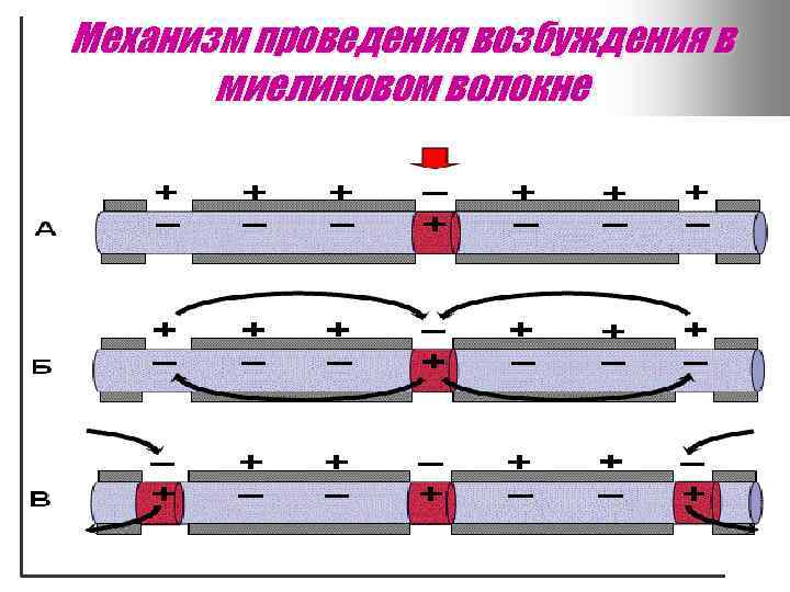 Механизм проведения возбуждения в миелиновом волокне 