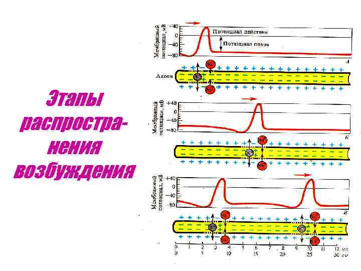 Этапы распространения возбуждения 