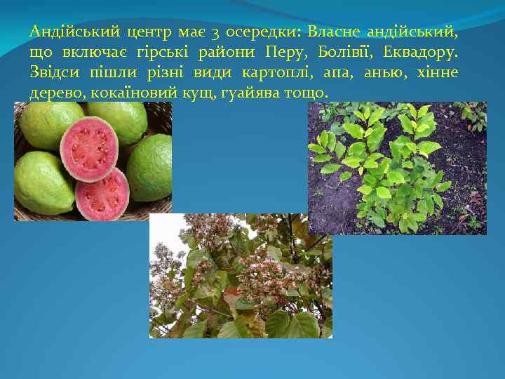 Андійський центр має 3 осередки: Власне андійський, що включає гірські райони Перу, Болівії, Еквадору.