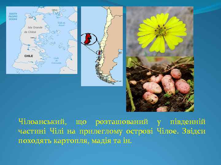 Чілоанський, що розташований у південній частині Чілі на прилеглому острові Чілое. Звідси походять картопля,