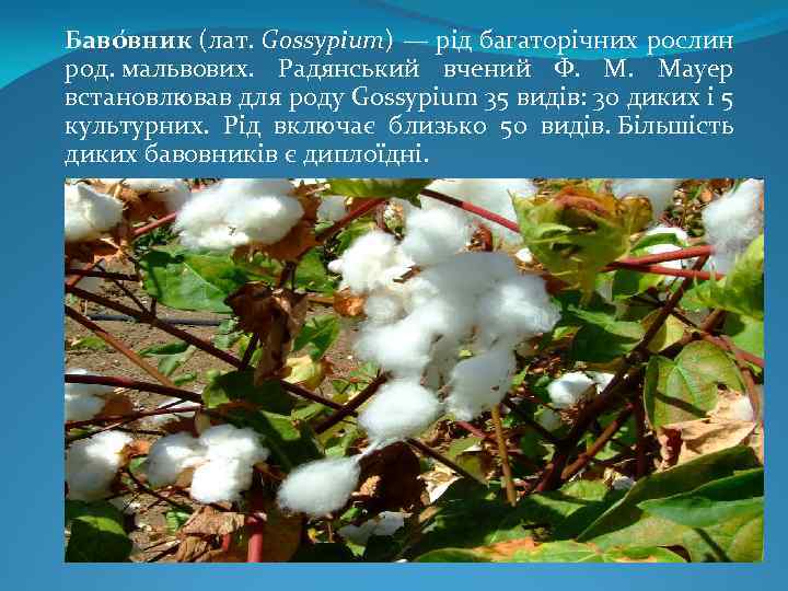 Баво вник (лат. Gossypium) — рід багаторічних рослин род. мальвових. Радянський вчений Ф. Мауер