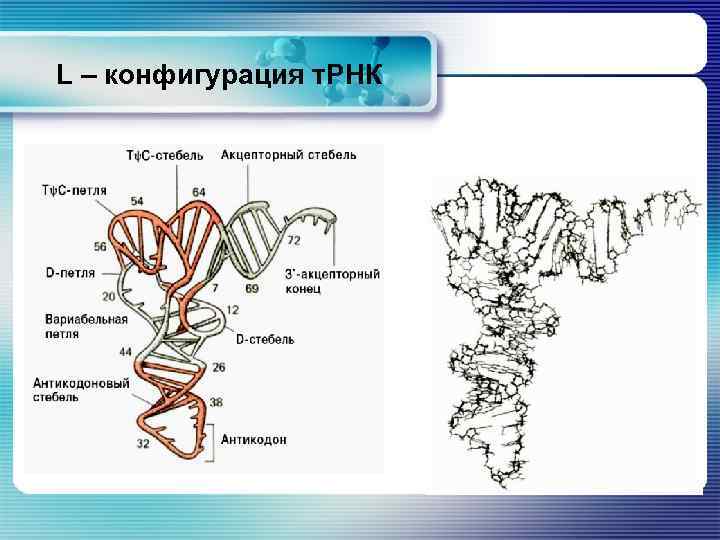 L – конфигурация т. РНК 