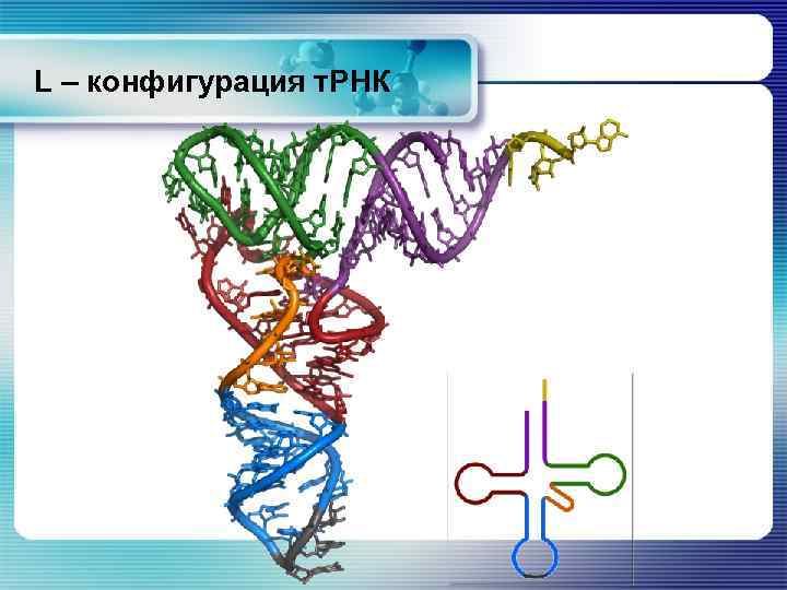 L – конфигурация т. РНК 