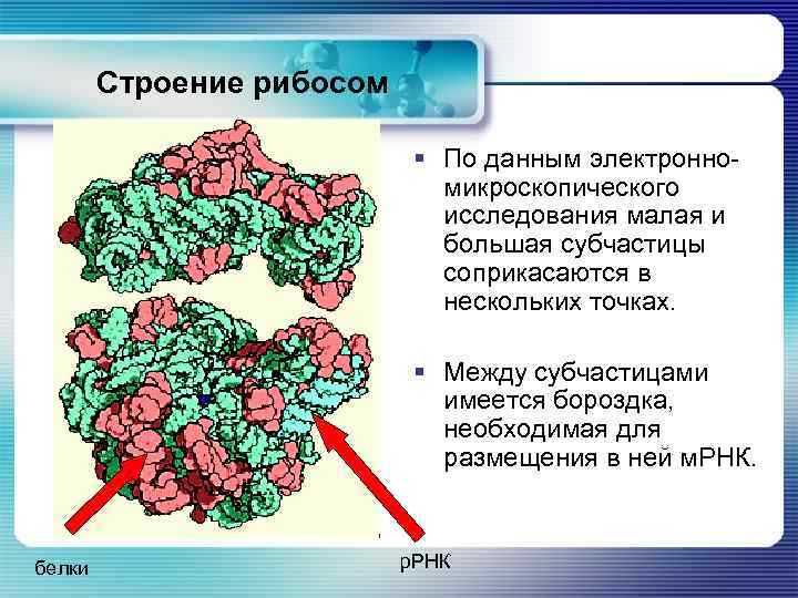 Строение рибосом § По данным электронномикроскопического исследования малая и большая субчастицы соприкасаются в нескольких