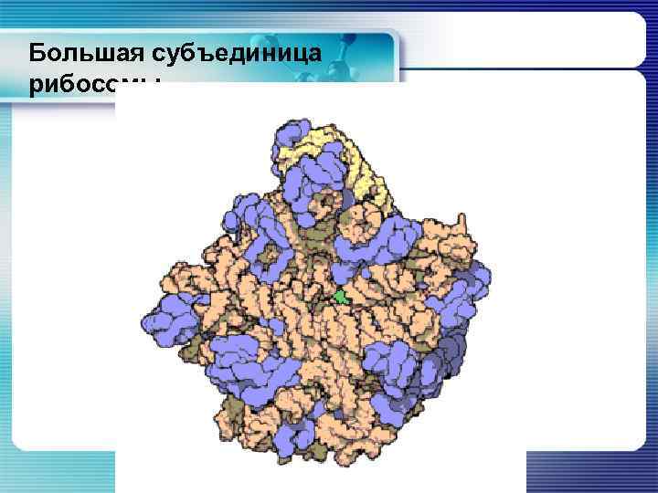 Большая субъединица рибосомы 