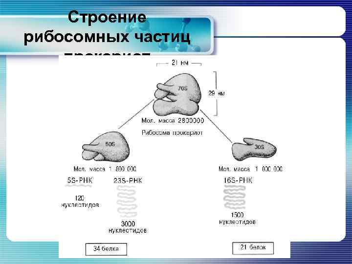 Строение рибосомных частиц прокариот 