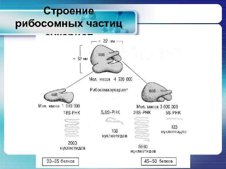 Строение рибосомных частиц эукариот 