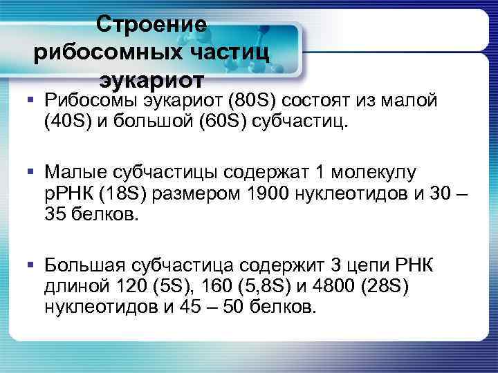 Строение рибосомных частиц эукариот § Рибосомы эукариот (80 S) состоят из малой (40 S)